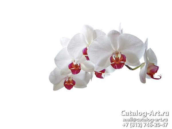 White orchids 30